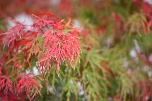 Acer palmatum var. dissectum Seiryu