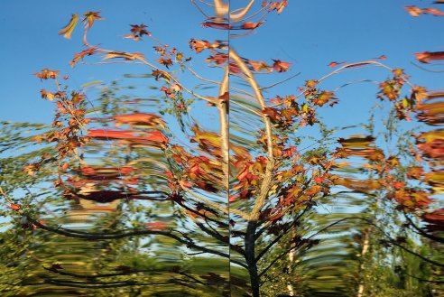 Festival de Jardins de Ponte de Lima