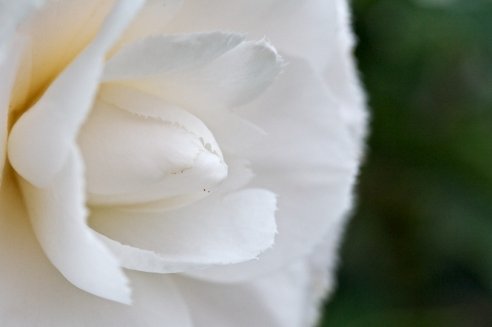 Camellia japonica Imbricata alba