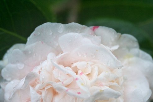 Camellia japonica Pomponia portuense