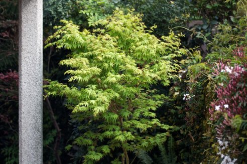 Acer palmatum Sango-kaku