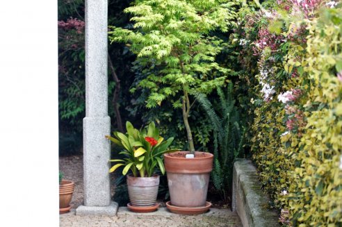 Acer palmatum Sango-kaku