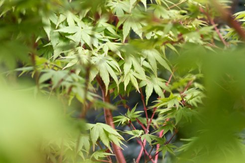 Acer palmatum Sango-kaku