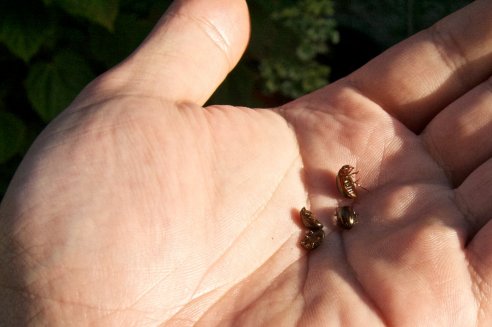 Chrysolina americana