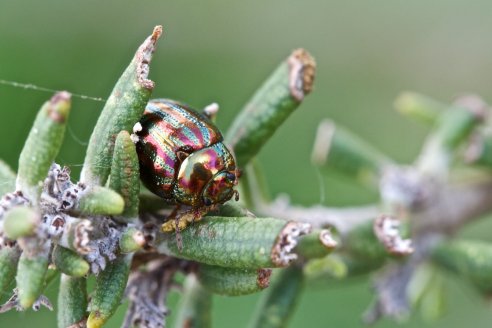 Chrysolina americana