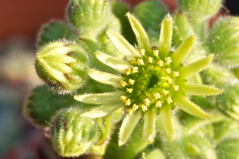 Sempervivum ciliosum