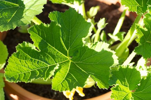 Courgette Ronda di Nisa