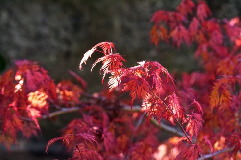 Acer palmatum Emerald Lace