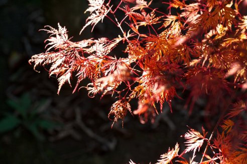 Acer palmatum Emerald Lace