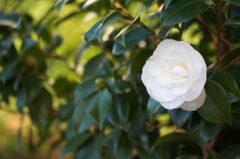 Camélia Imbricata Alba