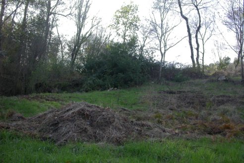 Carvalho no Lameiro da Gracía