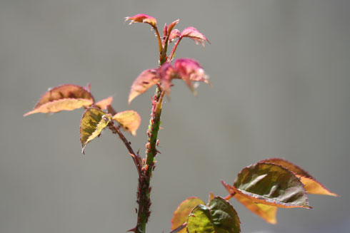 Afídios nas roseiras
