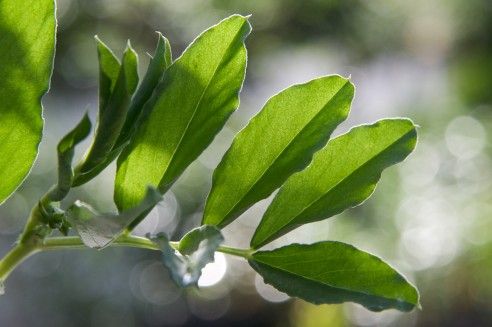 Fava, Vicia faba