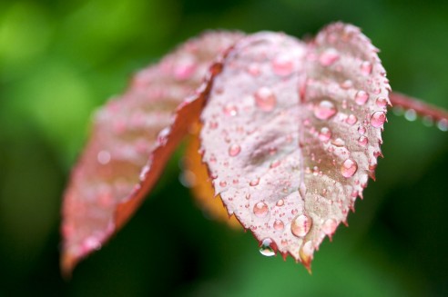 Folha de roseira à chuva