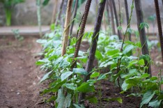 Feijoeiros trepadores
