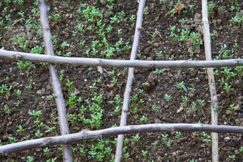 Segundo canteiro de agriões de 2008