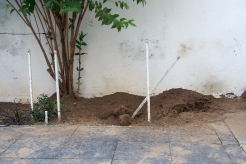 Cova junto à Deutzia Gracilis