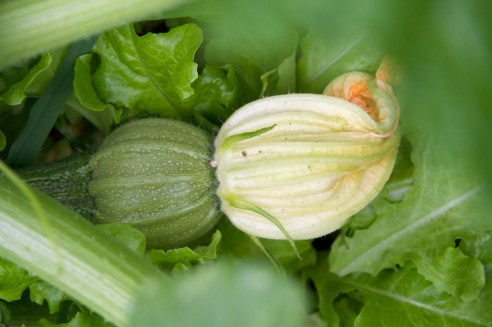 Courgettes 