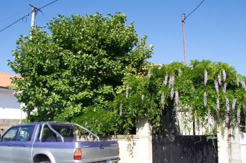 Magnólia e Glicínia