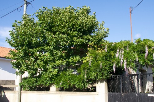 Magnólia depois de podada