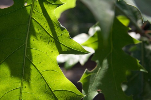 Carvalho-vermelho-americano e afídios no verso