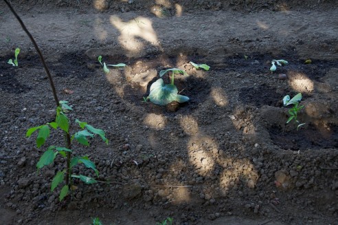 Armadilha para moscas