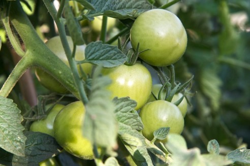 Tomates 