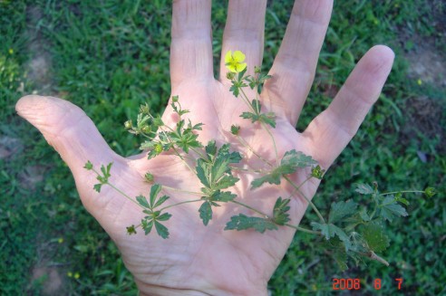 Planta não identificada