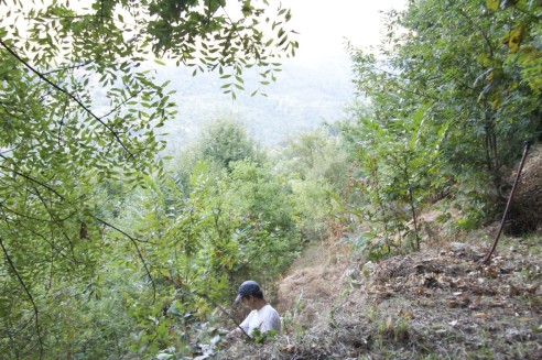 Técnica avançada para comprimir pilhas de detritos vegetais