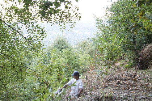 Técnica avançada para comprimir pilhas de detritos vegetais