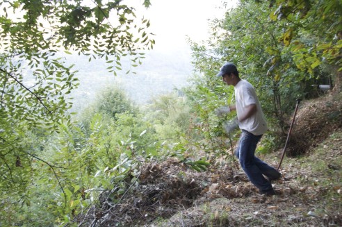 Técnica avançada para comprimir pilhas de detritos vegetais