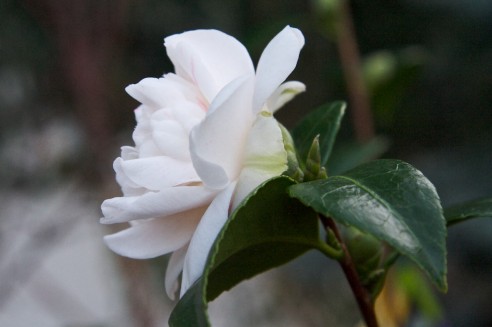 Camellia japonica 'Pomponia portuense'