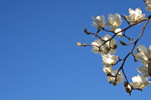 Magnólia e céu mesmo azul