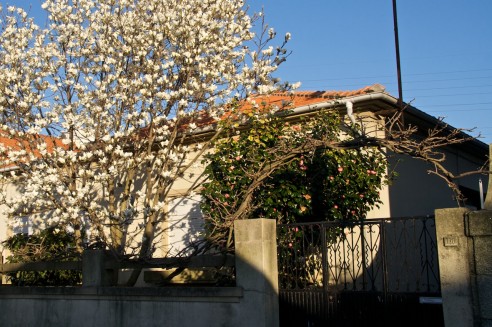Glicínia podada, magnólia e camélia