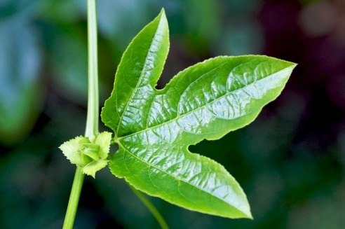 Maracujá, Passiflora edulis 1