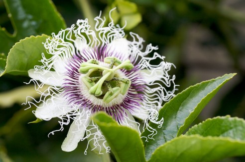 Maracujá, Passiflora edulis 2