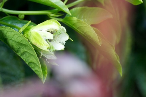 Maracujá, Passiflora edulis 3