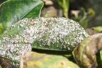 Excrementos de Mosca-branca e outros insectos sugadores de seiva