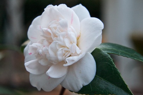 Camellia japonica 'Pomponia portuense'
