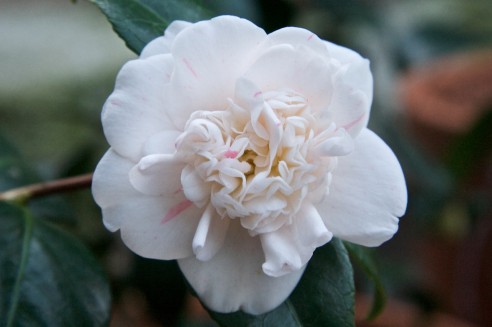 Camellia japonica 'Pomponia portuense'