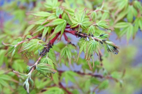 Acer palmatum 'Katsura': Neem antes