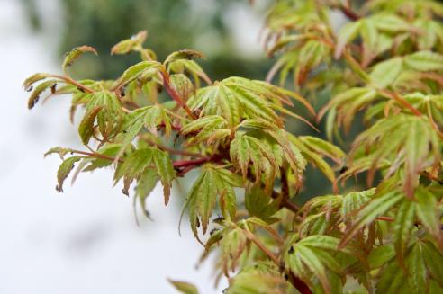 Acer palmatum 'Katsura': Neem depois