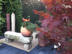 Acer palmatum Bloodgood