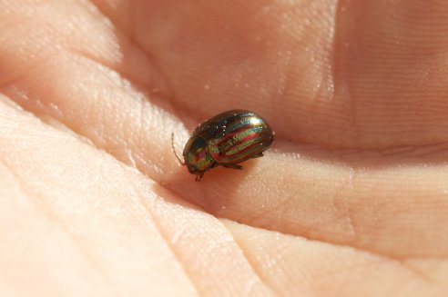 Escaravelho-do-rosmaninho