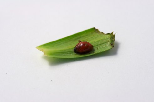 Larva nas Coroas-de-Rei