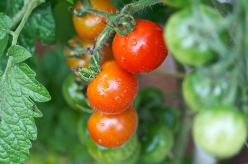 Tomates Gardener's delight