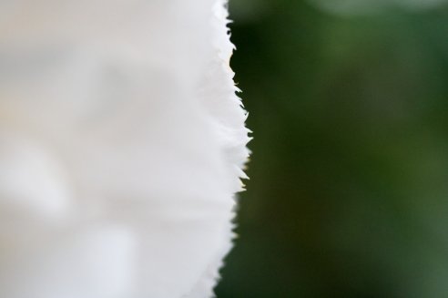 Camellia japonica Imbricata alba