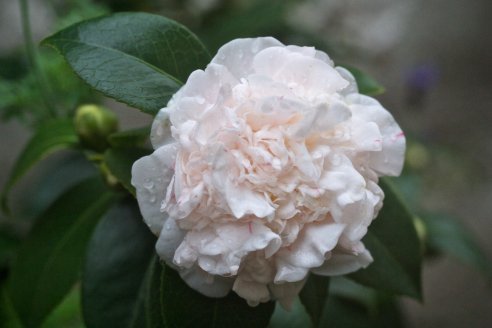 Camellia japonica Pomponia portuense