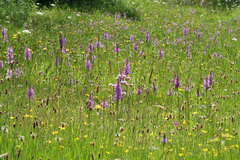 Dactylorhiza maculata subsp. caramulensis