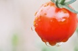 Tomate 'Gardener's delight'